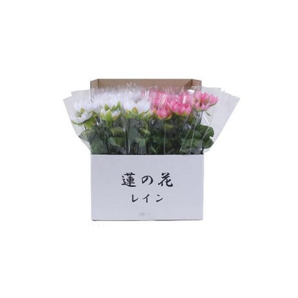 ニューホンコン造花 新蓮の花レイン ラップ入 展示箱付 本入