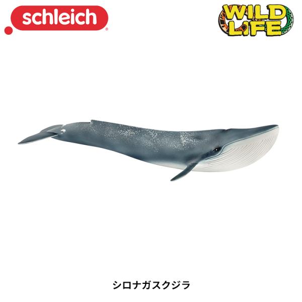 シロナガスクジラ 動物フィギュア Wild Life 14806 シュライヒ Schleich