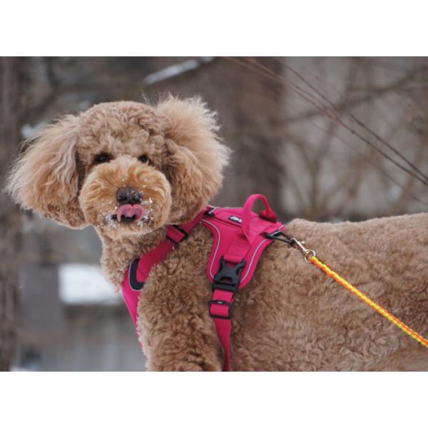 Hurtta フルッタ アクティブハーネス 40 60サイズ ハーネス 犬 Buyee Buyee Japanese Proxy Service Buy From Japan Bot Online