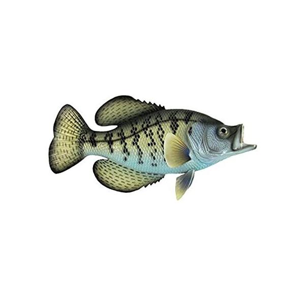 安い魚 剥製の通販商品を比較  ショッピング情報のオークファン
