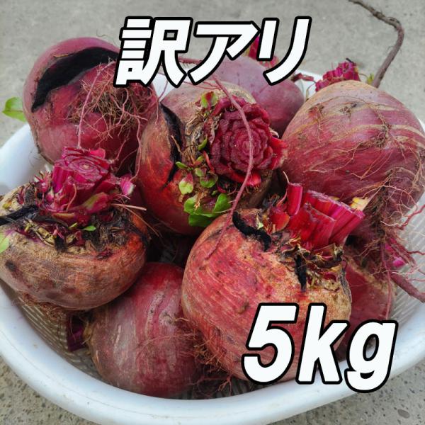送料無料！『訳アリ 高糖度ビーツ 5kg』農薬・化学肥料不使用！ 千葉県南房総市産　見た目悪いです♪
