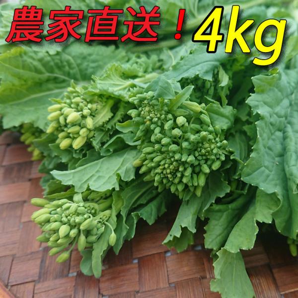 送料無料♪『食用菜花（なばな、菜の花、なのはな）4kg』朝取り農家直送！