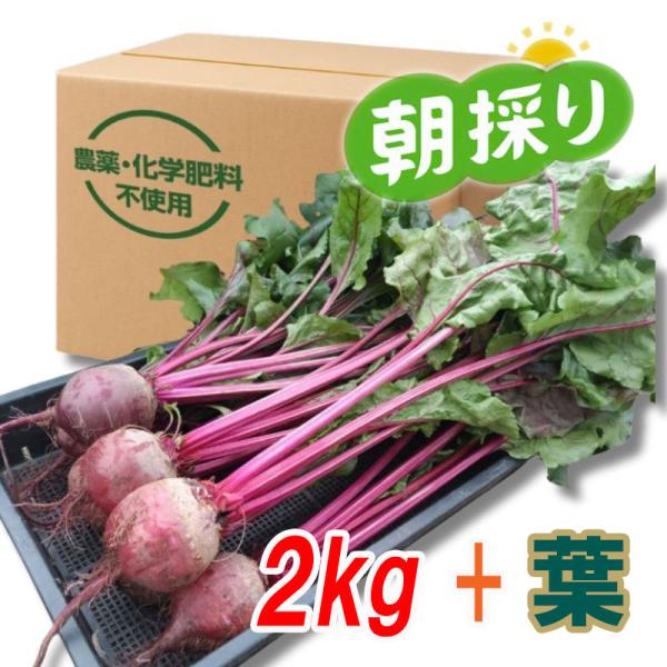 『高糖度ビーツ（葉付き）2kg』農薬不使用！ 千葉県南房総市産 ★発送当日に収穫！！