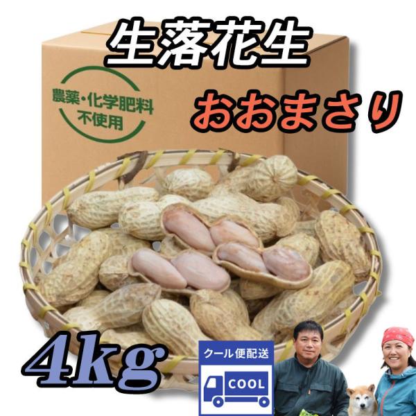 10月発送 『生落花生 おおまさり 4kg』茹で落花生に最適！千葉県産のジャンボピーナッツ♪
