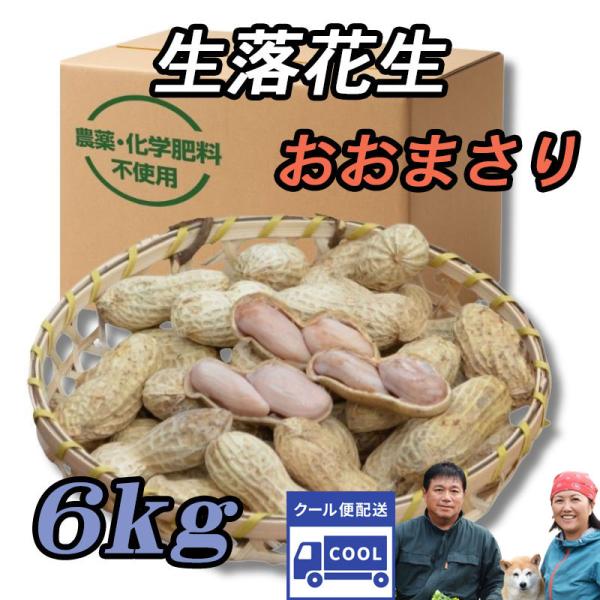 10月発送 『生落花生 おおまさり 6kg』茹で落花生に最適！千葉県産のジャンボピーナッツ♪