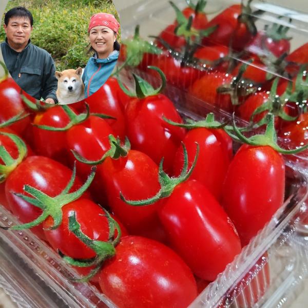 農薬・化学肥料不使用『アイコ ミニトマト1kg（250g×4）』南房総の農家より直送！