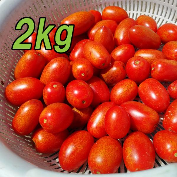 『訳ありアイコ 2kg』ミニトマト 農薬・化学肥料不使用！南房総の農家より直送！