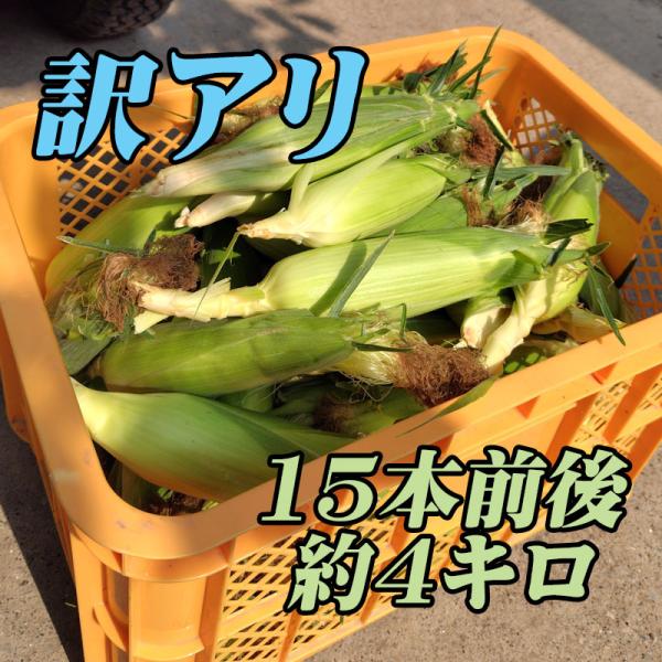 朝採り『とうもろこし ゴールドラッシュ 15本前後、約4キロ』アウトレット クール便 南房総より農家直送！