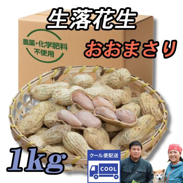 10月発送 『生落花生 おおまさり １kg』茹で落花生に最適！千葉県産のジャンボピーナッツ♪