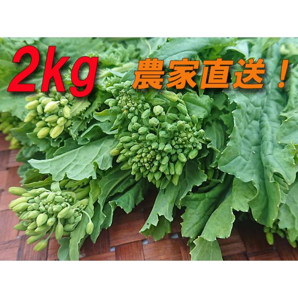 送料無料♪『食用菜花（なばな、菜の花、なのはな）2kg』朝取り農家直送！