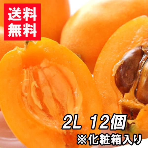 送料無料『房州びわ/枇杷 2Lサイズ12個入り』南房総市産の大実の枇杷を農家から直送！※化粧箱入り