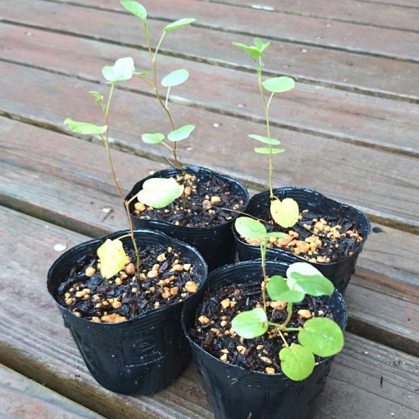 『甘草/ウラルカンゾウ の苗 ４個セット』