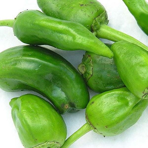 『パドロンの苗 ６個セット』ビールに合うスペイン野菜