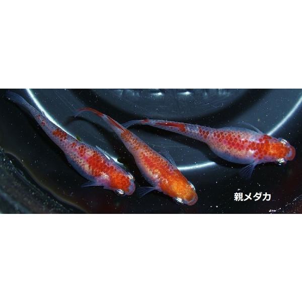 紅白メダカ5匹セット　送料無料