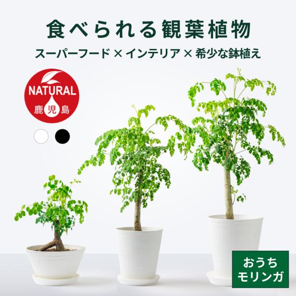 3star-shop_moringa06-l