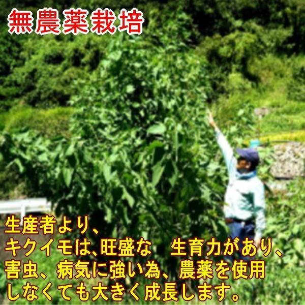 キクイモ 菊芋 乾燥キクイモ粉末100ｇ １袋 徳島 美馬産無農薬栽培 イヌリン 菊芋粉 菊芋パウダー メール便送料無料 Buyee Buyee Japanese Proxy Service Buy From Japan Bot Online