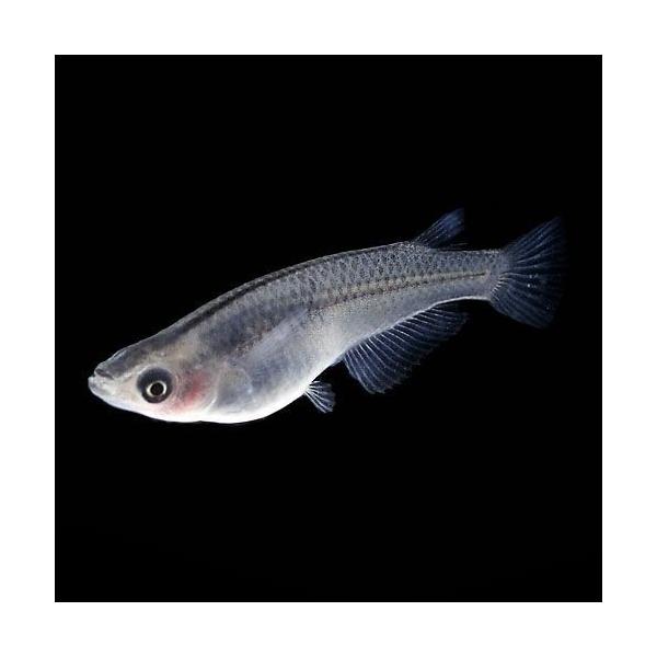 メダカ スーパーブラックパンダめだか 5匹セット 黒 ブラック ぱんだ 淡水魚 Md 四季めだか 通販 Yahoo ショッピング