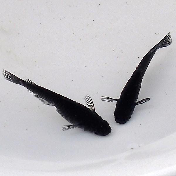 メダカ オロチめだか 3匹セット 黒 ブラック パンダ メダカ 淡水魚 Buyee Buyee 日本の通販商品 オークションの代理入札 代理購入