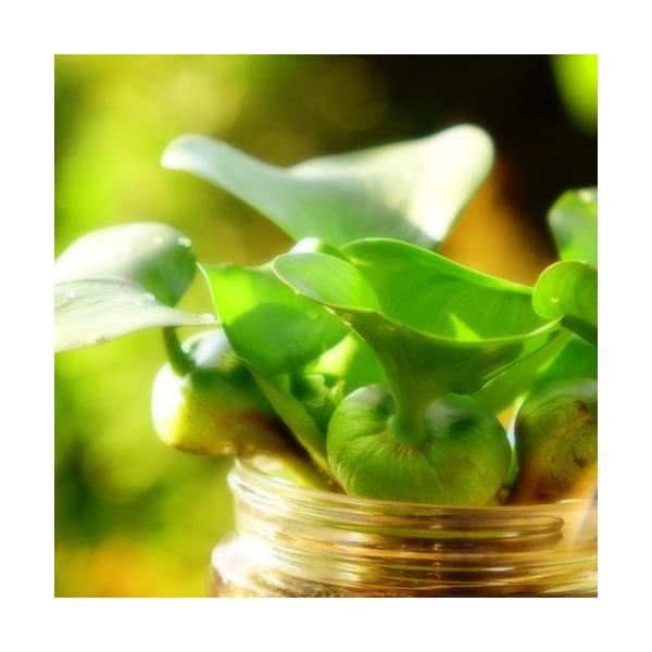 水草 ホテイアオイ めだかの卵付き 約個以上 1株セット ホテイ草 水草 浮草 たまご メダカ Buyee Buyee 日本の通販商品 オークションの代理入札 代理購入