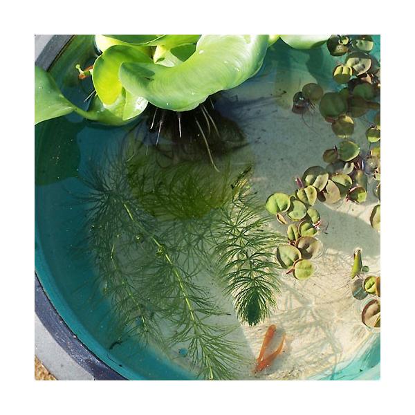 水草 マツモ 本セット 松藻 金魚藻 水草 浮草 鉢 水槽 メダカ Buyee Buyee Japanese Proxy Service Buy From Japan Bot Online