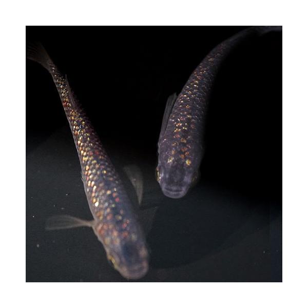 メダカ 黒ラメ(虹色)みゆき(幹之)めだか 未選別 稚魚SS〜Sサイズ 5匹セット 黒 虹色 ラメ 幹之(ミユキ) 淡水魚 /【Buyee】 メダカ 黒ラメ(虹色)みゆき(幹之)めだか 未選別 稚魚SS〜Sサイズ 5匹セット 黒 虹色 ラメ 幹之(ミユキ) 淡水魚 /【Buyee】