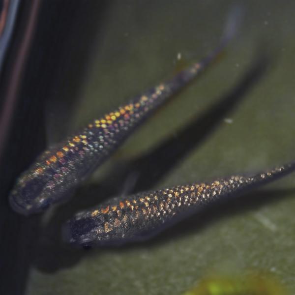 メダカ 黒ラメ 虹色 みゆき 幹之 めだか 未選別 稚魚ss Sサイズ 5匹セット 黒 虹色 ラメ 幹之 ミユキ 淡水魚 Buyee Buyee Japanese Proxy Service Buy From Japan Bot Online
