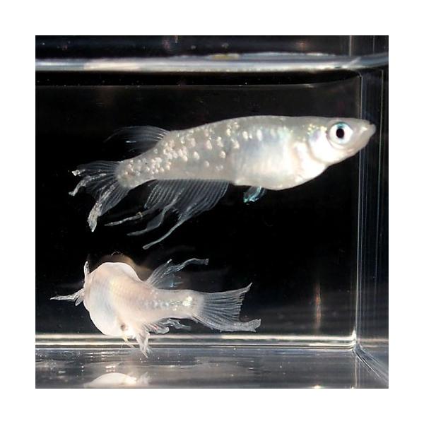 メダカ ラメみゆき 幹之 ヒレ長スワローめだか 未選別 稚魚 Ss Sサイズ 5匹セット ラメ ミユキ ひれ長 スワロー メダカ 淡水魚 Buyee Buyee 提供一站式最全面最專業現地yahoo Japan拍賣代bid代拍代購服務 Bot Online