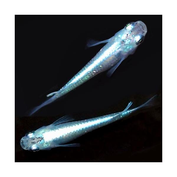 メダカ みゆき 幹之 めだか 強光 スーパー光 10匹セット 青幹之 ミユキ メダカ 淡水魚 Buyee Buyee 提供一站式最全面最專業現地yahoo Japan拍賣代bid代拍代購服務 Bot Online