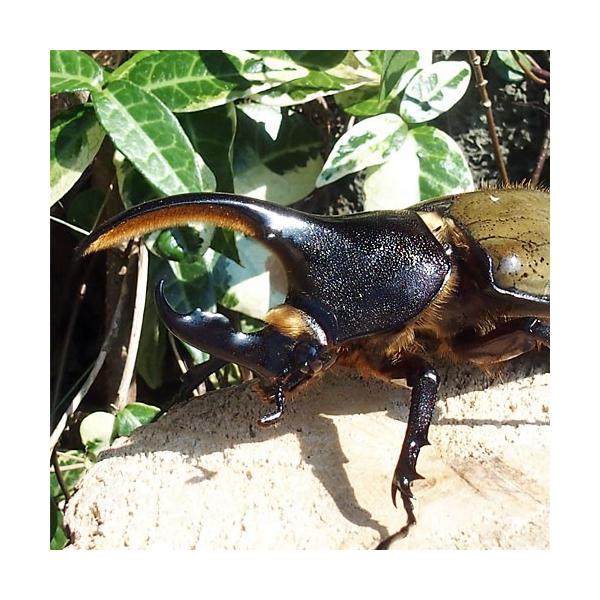 昆虫) ヘラクレスオオカブト 成虫 Sサイズ ♂90mm up ヘラクレス 昆虫) ヘラクレスオオカブト 成虫 Sサイズ ♂90mm up ヘラクレス