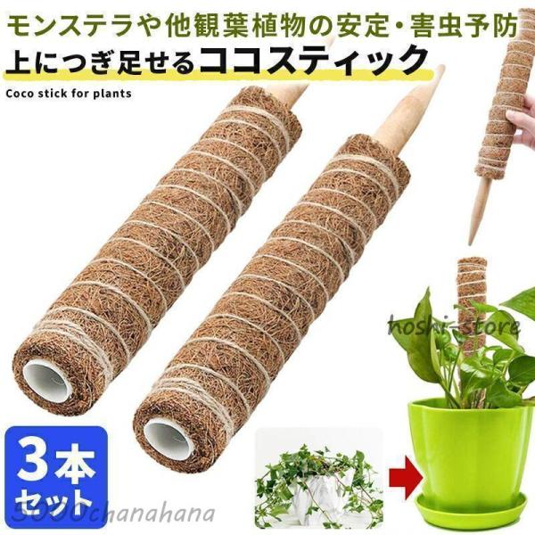 ココスティック 3本セット モンステラ 支柱 観葉植物 おしゃれ