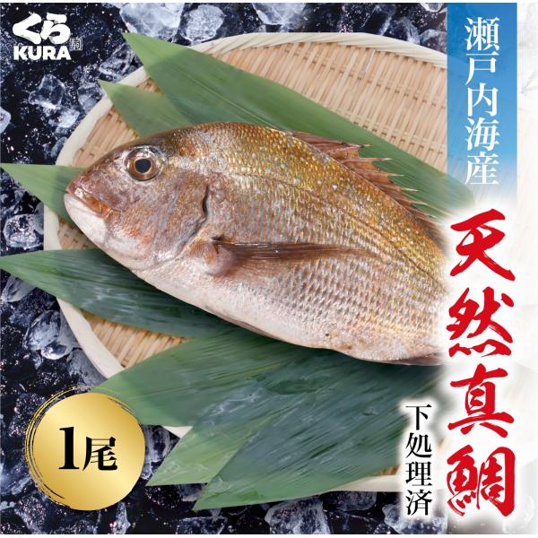 [Release date: December 2, 2025]くら寿司バイヤー厳選！瀬戸内海産 真鯛身が引き締まり、素材本来の旨味が味わえる！下処理済みなので手軽に調理！数量限定のため、お早めに！