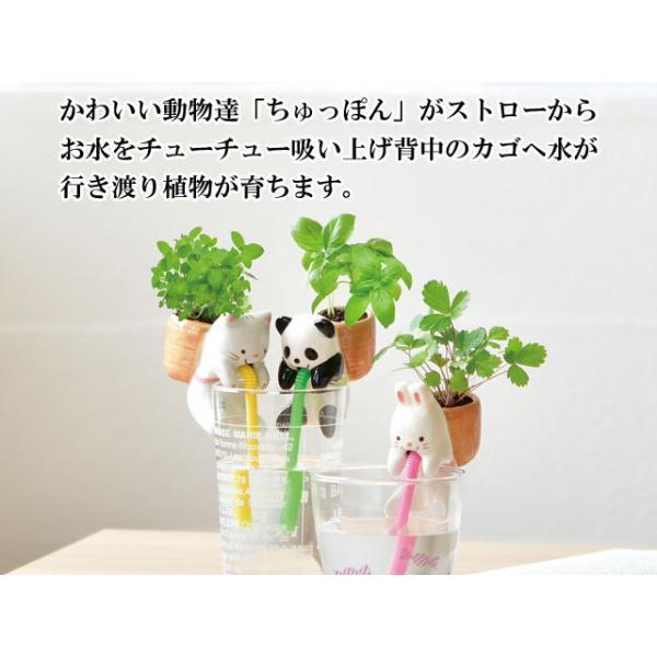 栽培キット Chuppon ちゅっぽん 即納 栽培セット 植物 動物 グリーン ハーブ 野菜 ワイルドストロベリー バジル ミント インテリア 置物 Buyee Buyee 일본 통신 판매 상품 옥션의 대리 입찰 대리 구매 서비스