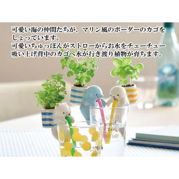 栽培キット Chuppon Sea Friend ちゅっぽん シーフレンド 即納 栽培セット 植物 グリーン ハーブ 野菜 クローバー バジル ミント Buyee Buyee Japanese Proxy Service Buy From Japan Bot Online