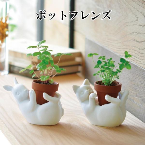 植木 盆栽 栽培セットの人気商品 通販 価格比較 価格 Com