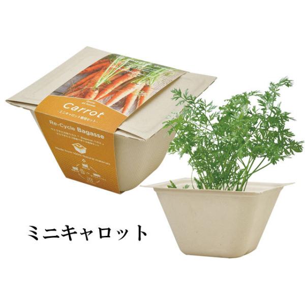 �͔|�Z�b�g BAGASSE GREEN �o�K�X�O���[�� �͔|�L�b�g �O���[�� ��� ���f�B�b�V�� �~�j�L�����b�g ���^�X �T���_�z�E�����\�E �l�M �~�j�g�}�g ���킢�� ���i�摜2