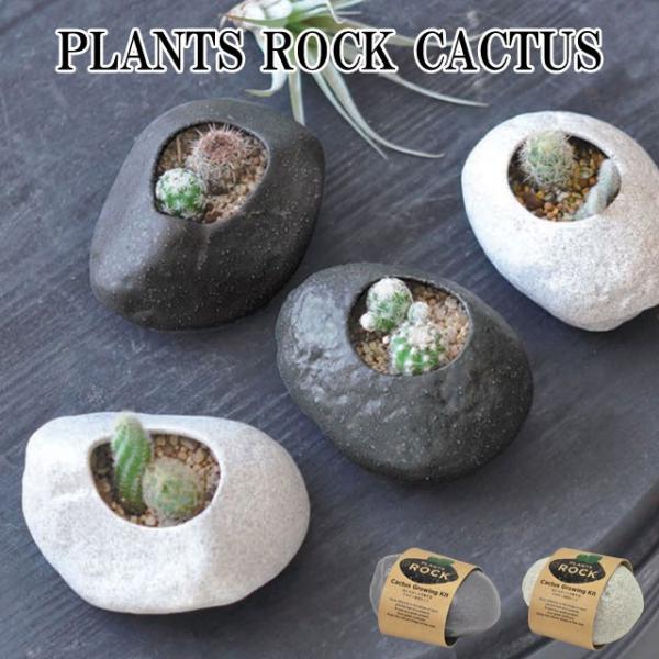 種 栽培キット サボテンの人気商品 通販 価格比較 価格 Com