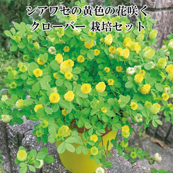 シアワセの黄色の花咲くクローバー 栽培セット 即納 栽培キット クローバー 栽培 植物 かわいい プレゼント グリーン インテリア 置物 グッズ Sst105 癒しグッズ専門店 なごみ 通販 Yahoo ショッピング