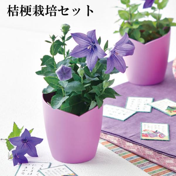 源氏物語の時代から親しまれる、紫式部ゆかりの花「桔梗」の栽培セット。紫式部が源氏物語を執筆した邸宅の地に、清々しく揺れる桔梗。千年の時を超えて読み継がれるストーリーにちなんだ桔梗を育てて、紫式部が生きた平安時代のロマンを感じてみませんか。ギ...
