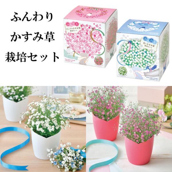 小さな花が集まって咲く、繊細で可愛らしい姿のかすみ草。最近ではドライフラワーなどナチュラルで控えめな雰囲気がトレンドになったこともあり、かすみ草だけを使ったフラワーギフトも人気です。花言葉は「感謝」「幸福」「親切」。ふんわりと優しい印象のか...