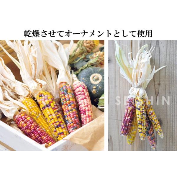 栽培キット Rainbow Corn レインボーコーン栽培セット 即納 栽培セット 植物 トウモロコシ とうもろこし コーン レインボー 虹 色 野菜 インテリア 置物 Buyee Buyee 日本の通販商品 オークションの代理入札 代理購入