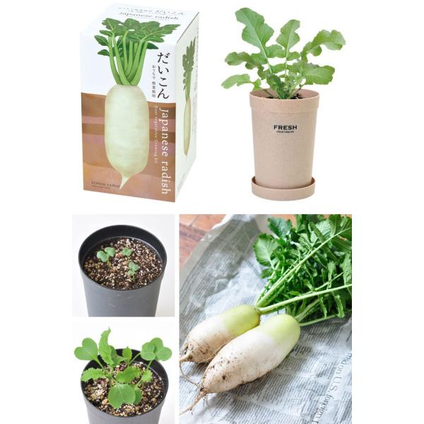 栽培キット おうちで 根菜栽培 だいこん にんじん ごぼう 栽培セット 種 野菜 大根 人参 ダイコン ニンジン ゴボウ かわいい ギフト グリーン インテリア Buyee Buyee 日本の通販商品 オークションの代理入札 代理購入