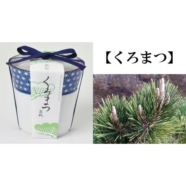 栽培キット 染付小紋盆栽栽培セット 即納 盆栽 ミニ盆栽 黒松 くろまつ 桜 さくら 紅葉 もみじ 栽培キット 植物 グリーン インテリア 置物 グッズ Buyee Buyee Japanese Proxy Service Buy From Japan Bot Online