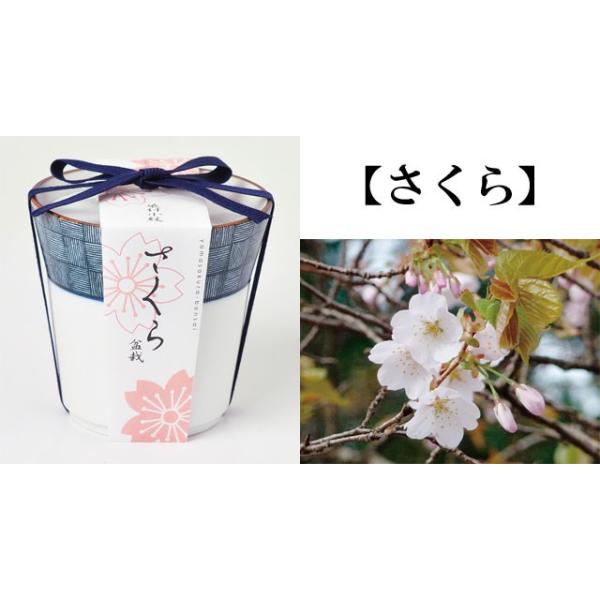 栽培キット 染付小紋盆栽栽培セット 即納 盆栽 ミニ盆栽 黒松 くろまつ 桜 さくら 紅葉 もみじ 栽培キット 植物 グリーン インテリア 置物 グッズ Buyee 日本代购平台 产品购物网站大全 Buyee一站式代购 Bot Online