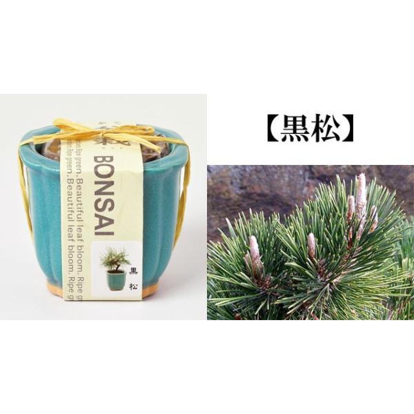 栽培キット 和心盆栽栽培セット 即納 盆栽 ミニ盆栽 黒松 くろまつ 桜 さくら 紅葉 もみじ 栽培セット 植物 グリーン インテリア 置物 グッズ Buyee Buyee Japanese Proxy Service Buy From Japan Bot Online