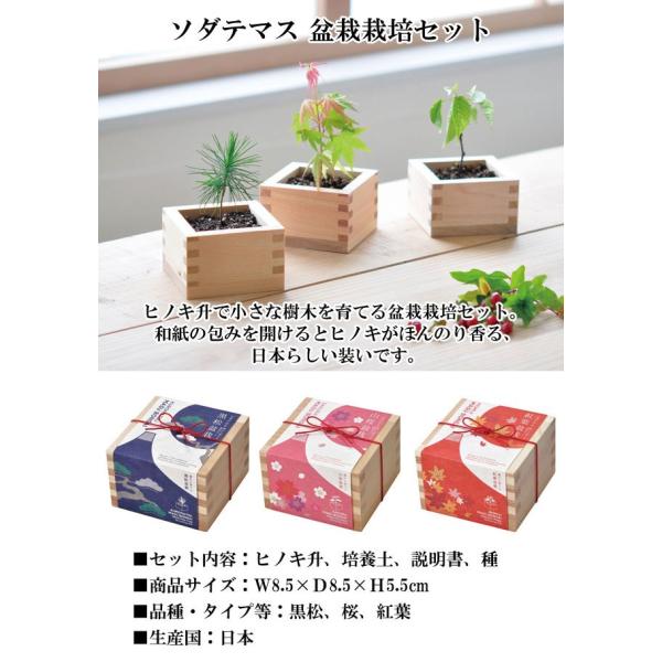 栽培キット ソダテマス 盆栽 栽培セット 即納 盆栽 キット ミニ 鉢 黒松 くろまつ 桜 さくら 紅葉 もみじ 植物 グリーン インテリア 置物 グッズ Buyee Buyee 日本の通販商品 オークションの代理入札 代理購入