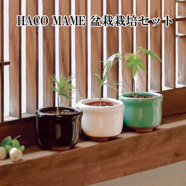 小さいながら本格的な豆盆栽を種から育てる栽培セット。豆鉢は、朱泥風のマットな陶器に映える艶やかな3色の釉薬で仕上げました。本物の陶器の質感を味わいながら、日本で古くから愛される樹木を育てます。