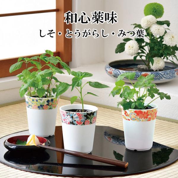 友禅染めの晴れ着を思わせる華やかな和柄をデザインした陶器製の器で、日本の薬味を育てます。料理の仕上げに和の風味と色彩を添えてくれる薬味植物をおうちで手軽に育ててみましょう。