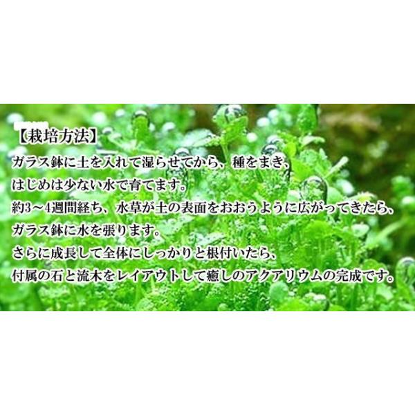 栽培キット 育てる水草 Ll 栽培セット 水草 種 流木 植物 かわいい おしゃれ ギフト グリーン インテリア 置物 グッズ Buyee 日本代购平台 产品购物网站大全 Buyee一站式代购 Bot Online