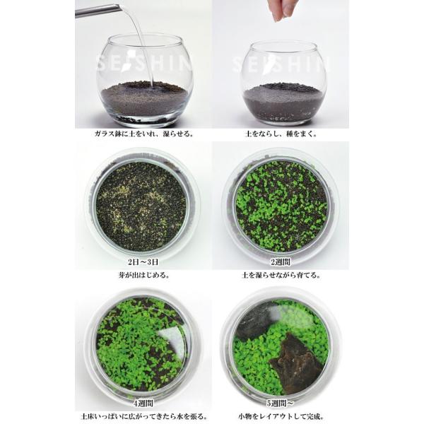 栽培キット 育てる水草 Ll 栽培セット 水草 種 流木 植物 かわいい おしゃれ ギフト グリーン インテリア 置物 グッズ Buyee Buyee Japanese Proxy Service Buy From Japan Bot Online