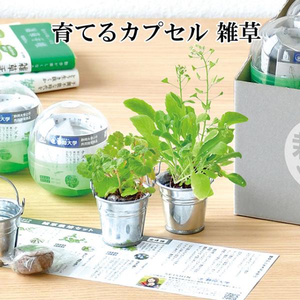 育てるカプセル、種をまいて植物を育てる栽培セット。雑草を育てる栽培セットがガチャカプセルに入ったアイテムです！何度踏まれても負けない雑草。とてもしたたかで戦略的。雑草から逆境をうまく切り抜けるヒントを学ぼう。